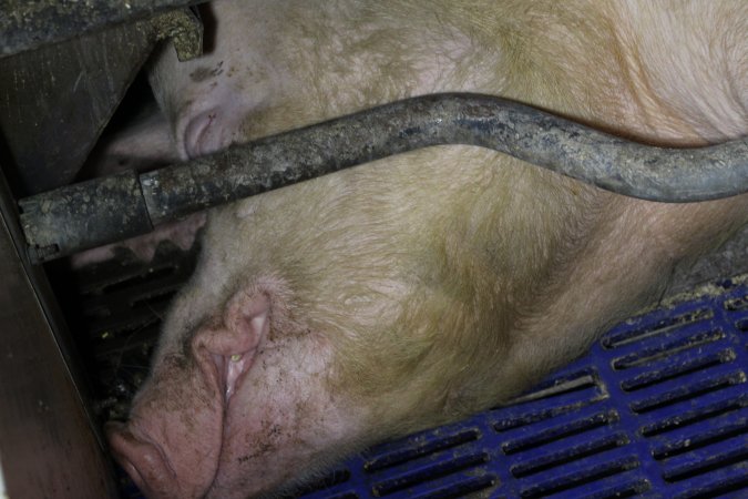 Farrowing crates