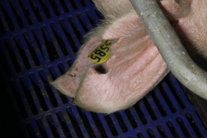 Farrowing crates