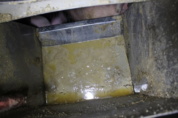 Feed tray full of sludge