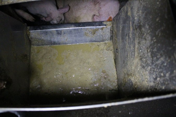 Feed tray full of sludge