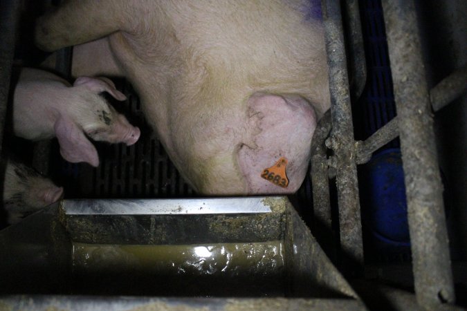 Farrowing crates