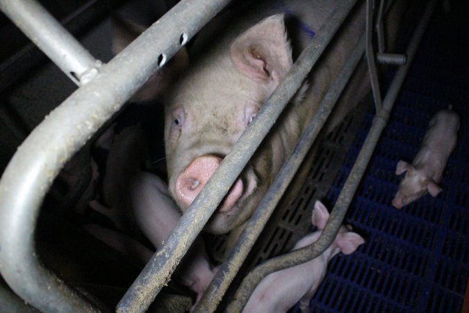 Farrowing crates