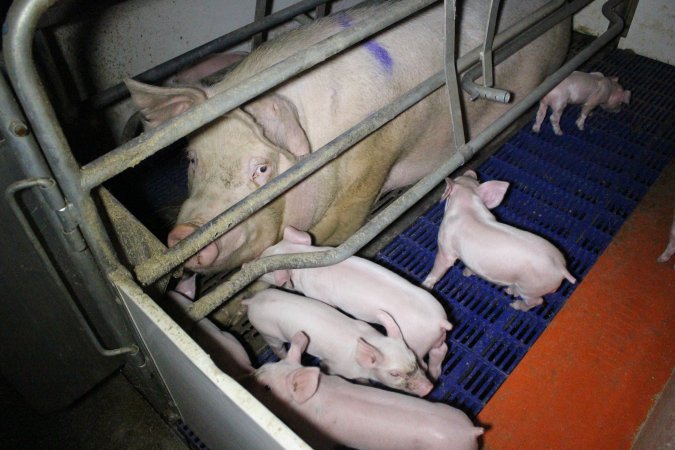 Farrowing crates