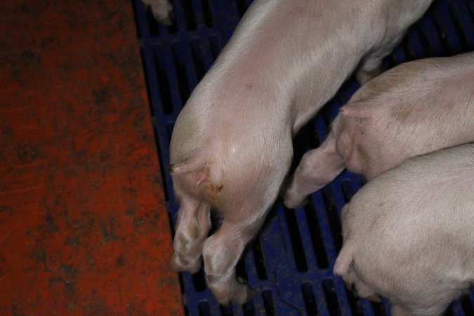 Farrowing crates