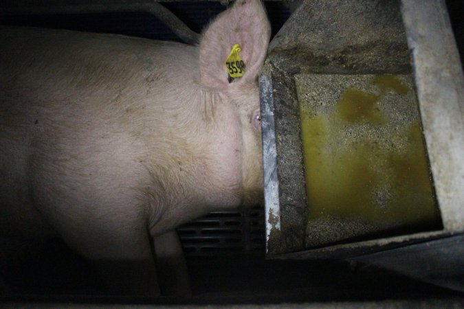 Farrowing crates