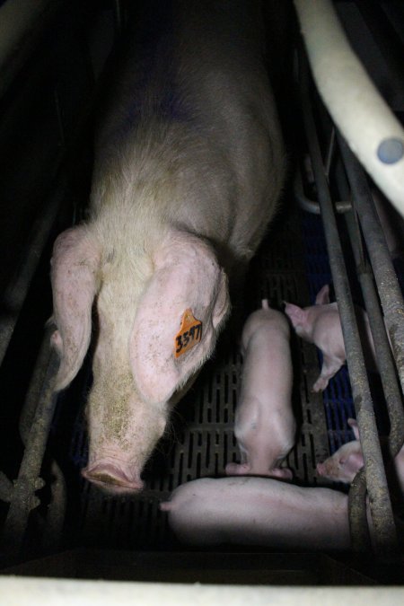 Farrowing crates