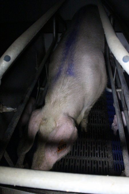 Farrowing crates