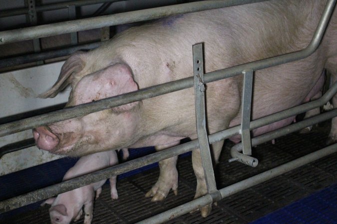 Farrowing crates