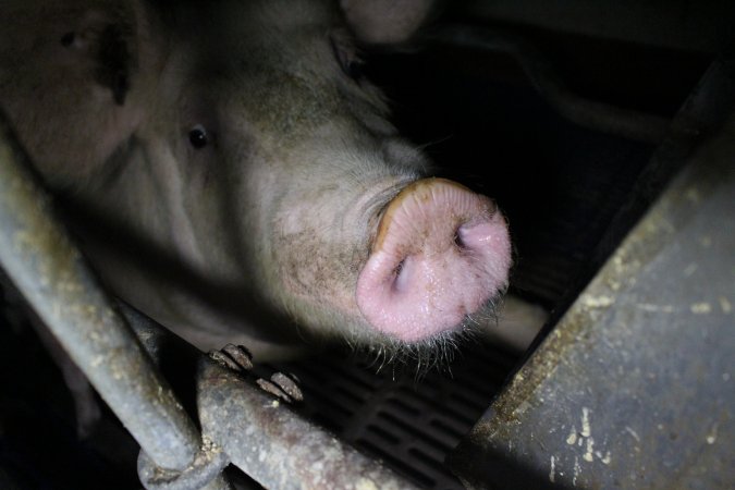 Farrowing crates