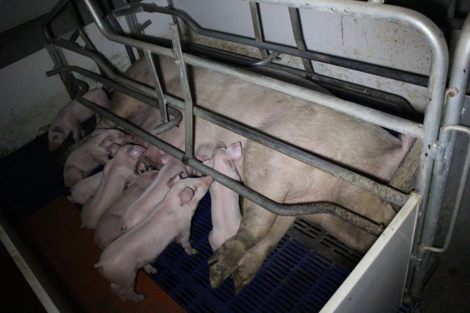 Farrowing crates