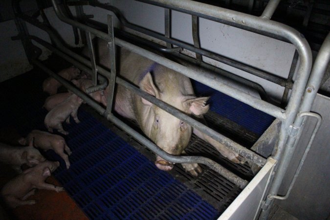 Farrowing crates