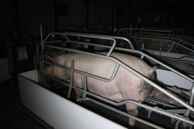 Farrowing crates