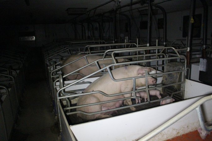 Farrowing crates