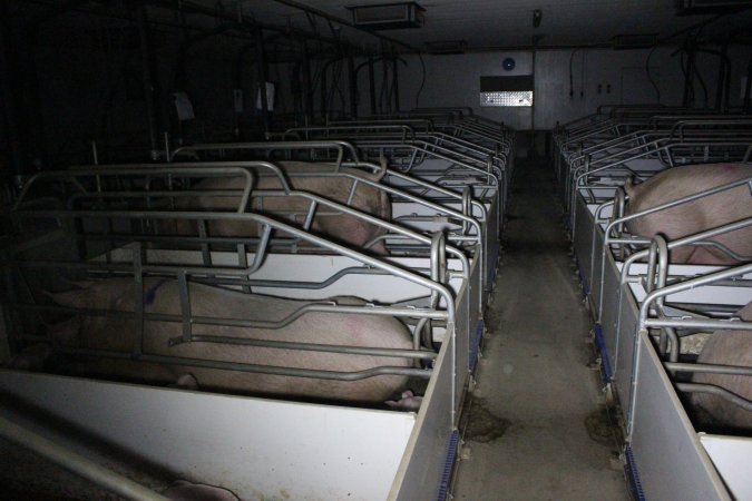 Farrowing crates