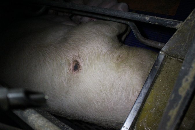 Farrowing crates