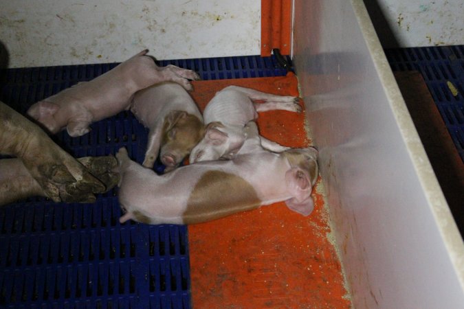 Farrowing crates