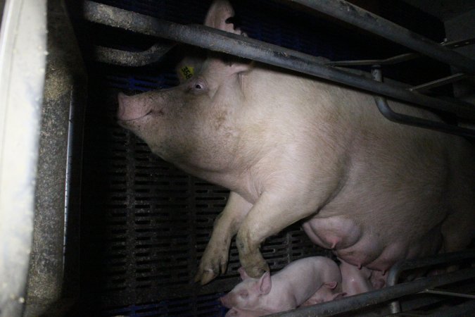 Farrowing crates