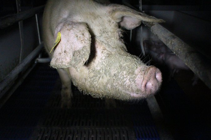 Farrowing crates