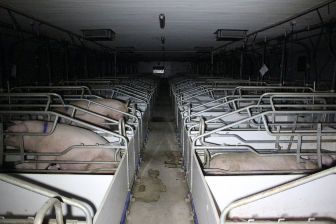 Farrowing crates