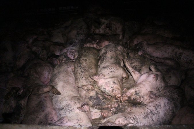 Grower pigs crammed together