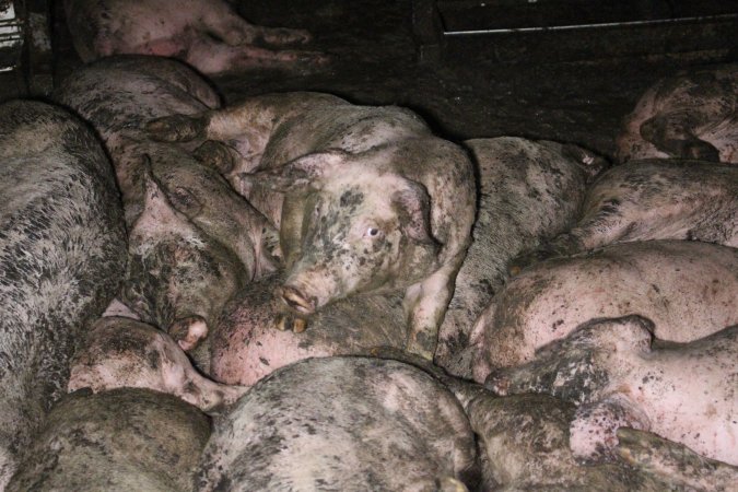 Grower pigs crammed together