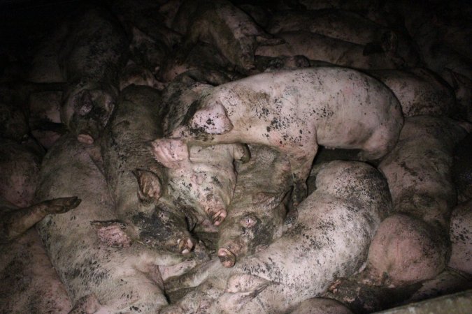 Grower pigs crammed together