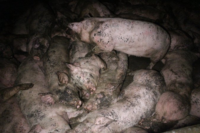 Grower pigs crammed together