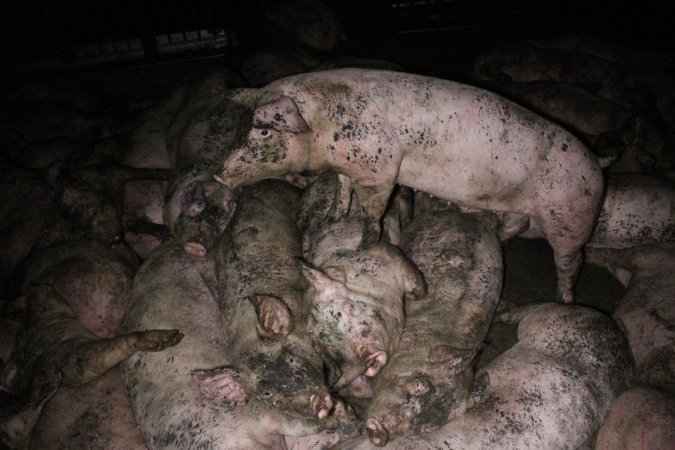 Grower pigs crammed together