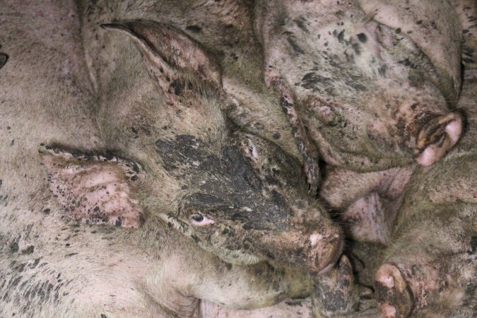 Grower pigs crammed together