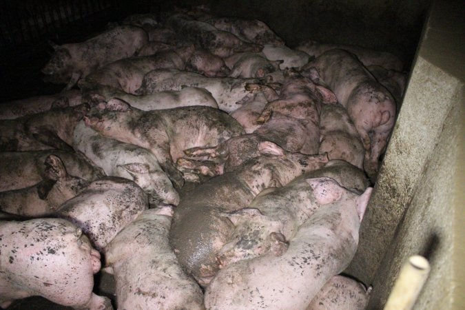 Grower pigs crammed together