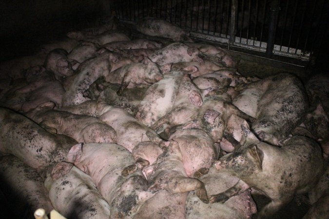 Grower pigs crammed together