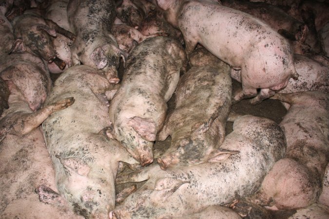 Grower pigs crammed together