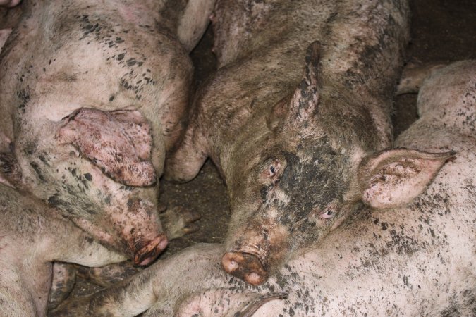 Grower pigs crammed together