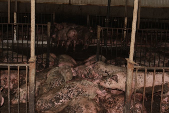 Grower pigs crammed together