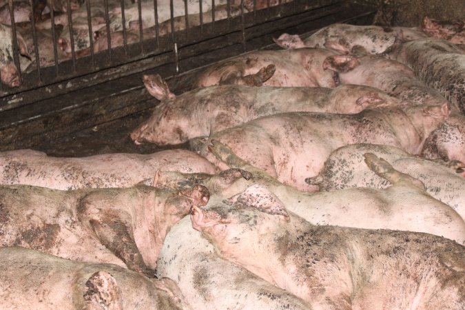 Grower pigs crammed together