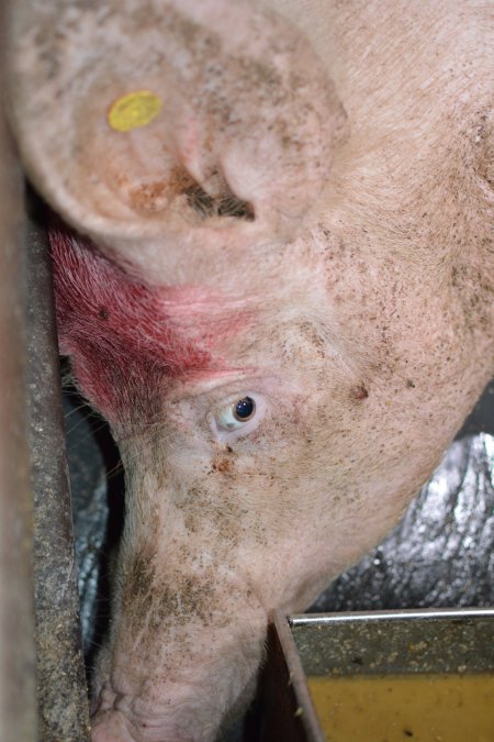 Sow in farrowing crate