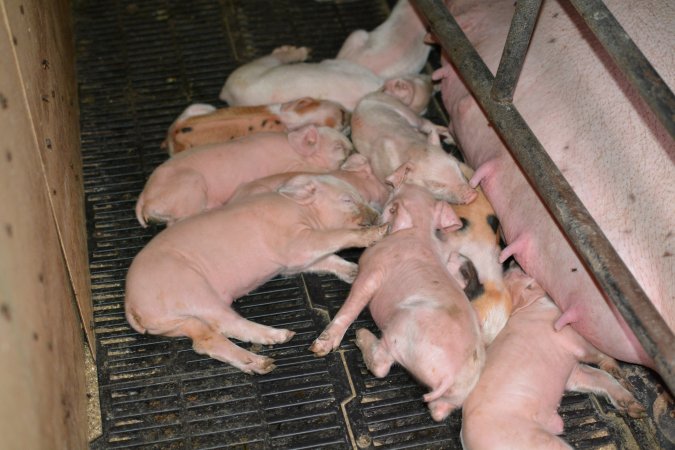 Piglets in farrowing crate