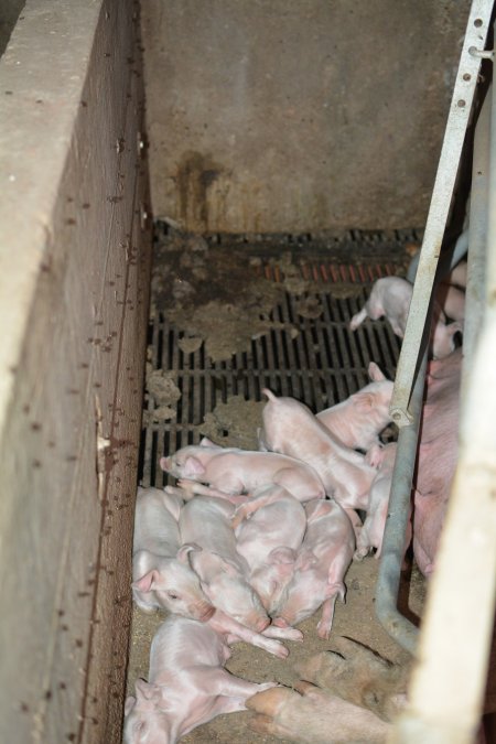 Piglets in farrowing crate