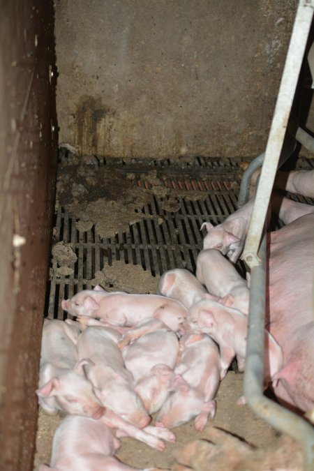 Piglets in farrowing crate