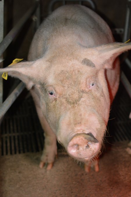 Sow in farrowing crate