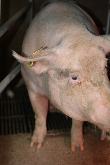 Sow in farrowing crate