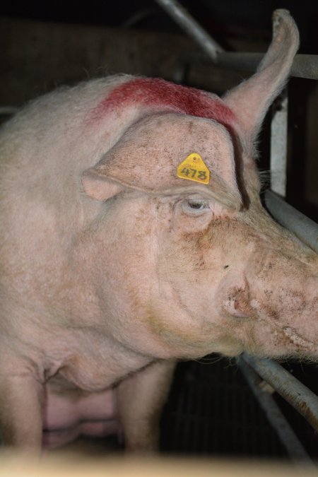 Sow in farrowing crates