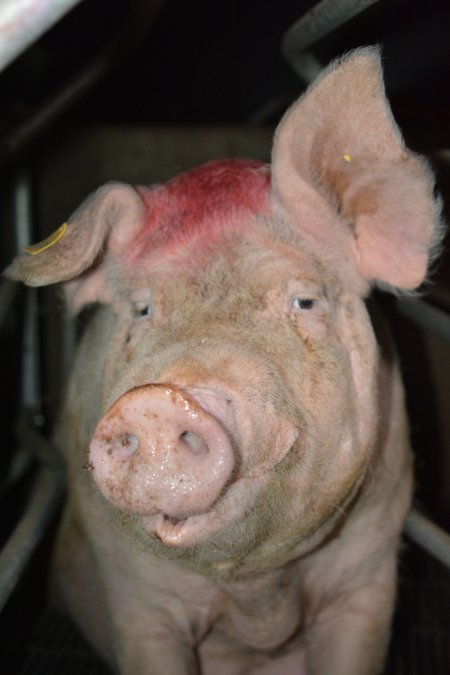 Sow in farrowing crates