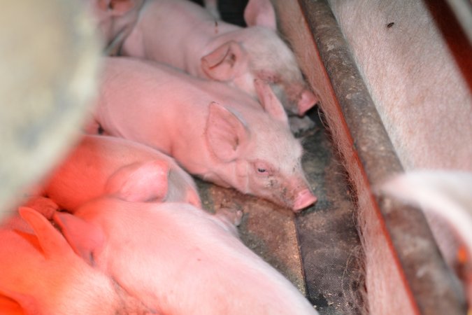 Piglet in farrowing crates