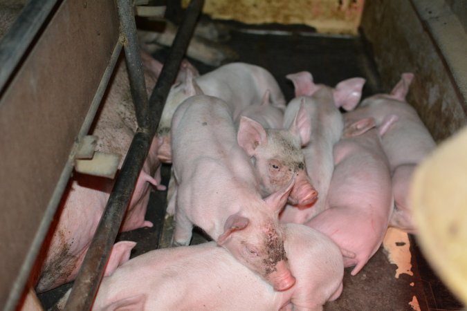 Piglet in farrowing crates