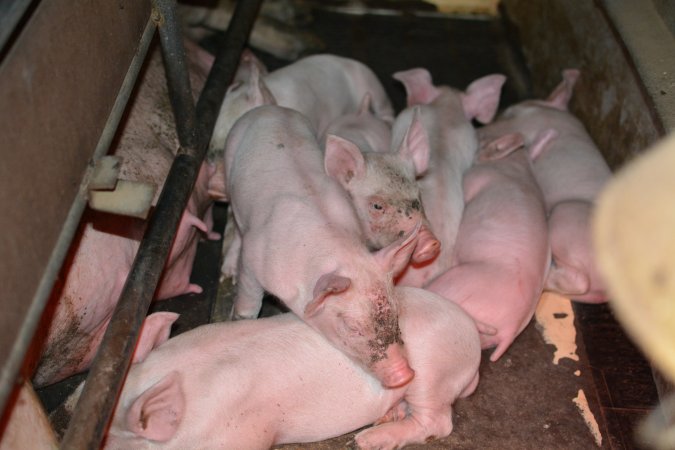 Piglet in farrowing crates