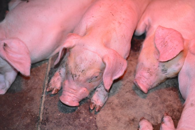 Piglet in farrowing crates