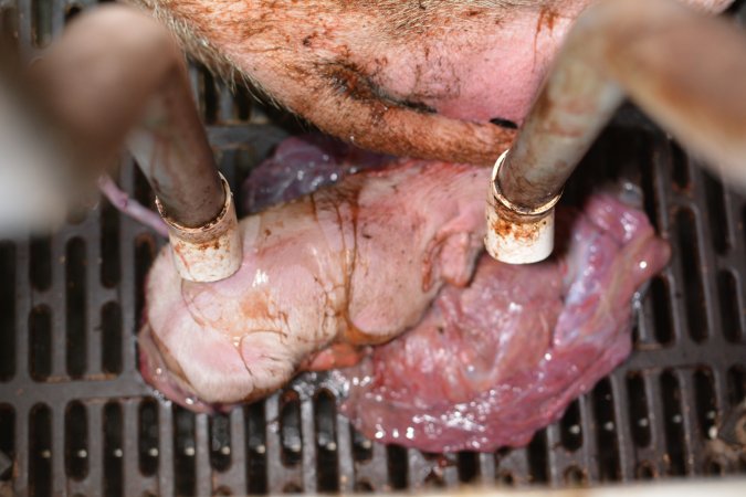 Still born piglet in farrowing crate