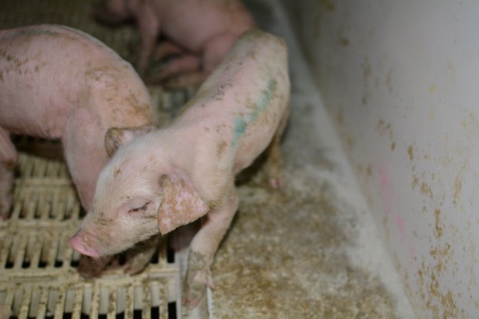 Piglet in farrowing crate