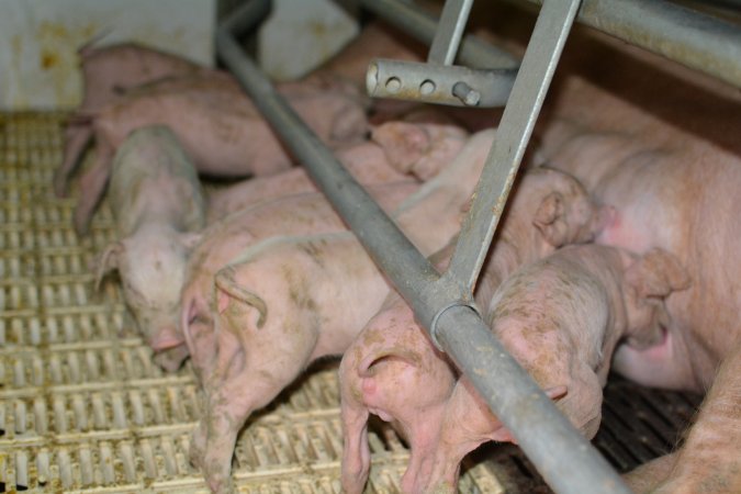 Piglet in farrowing crate